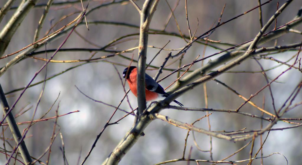 Pokoje Goscinne Arnika Gorska Szklarska Poreba Bagian luar foto